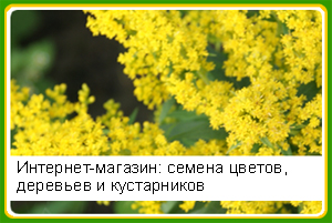 ��������-�������: ������ ������, �������� � �����������