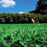 Газонная смесь "Eco Lawn" ("Эко Лоун") (1 кг) 